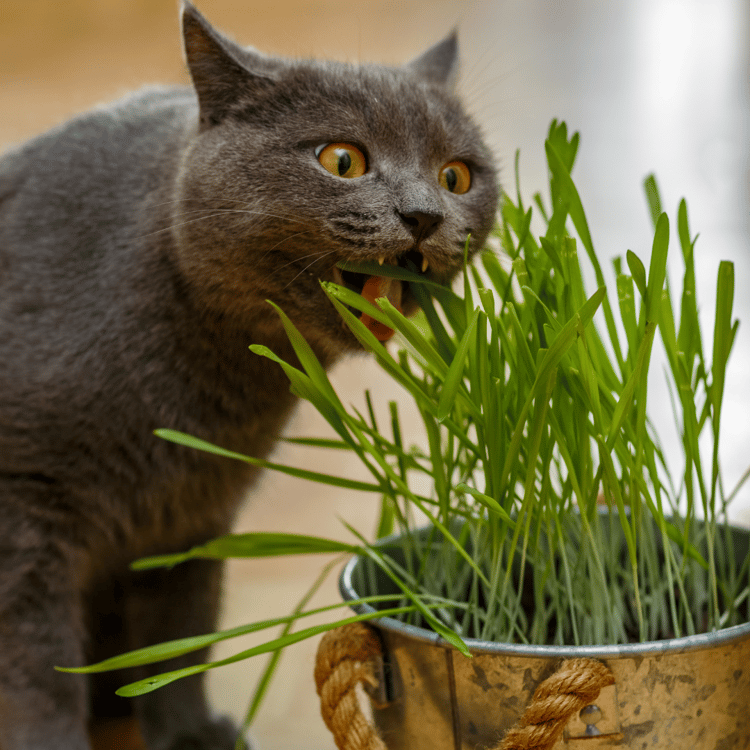 Gatto mangia erba