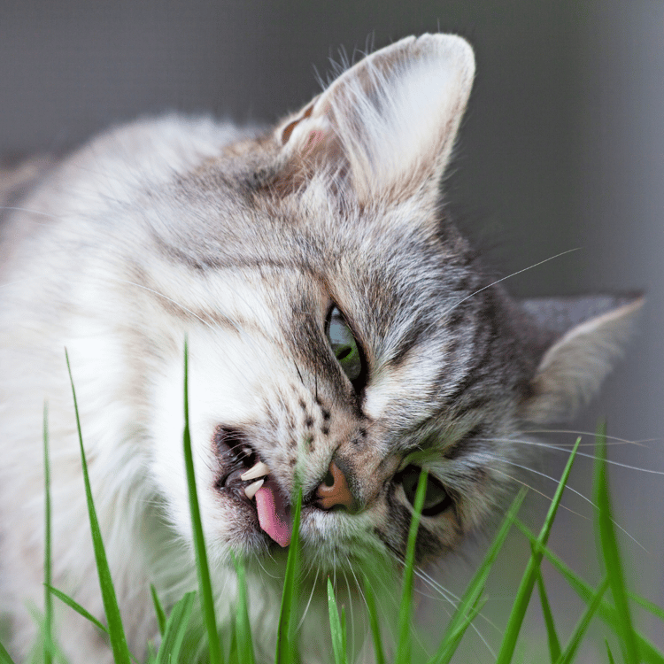 Gatto mangia erba