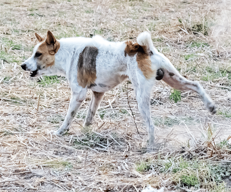 cane raspa dopo pipi
