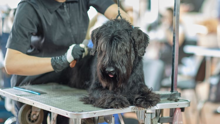 schnauzer grooming techniques at home