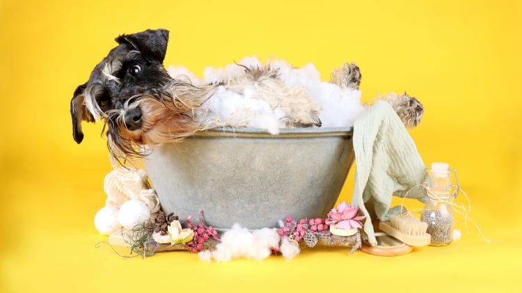 schnauzer grooming techniques at home