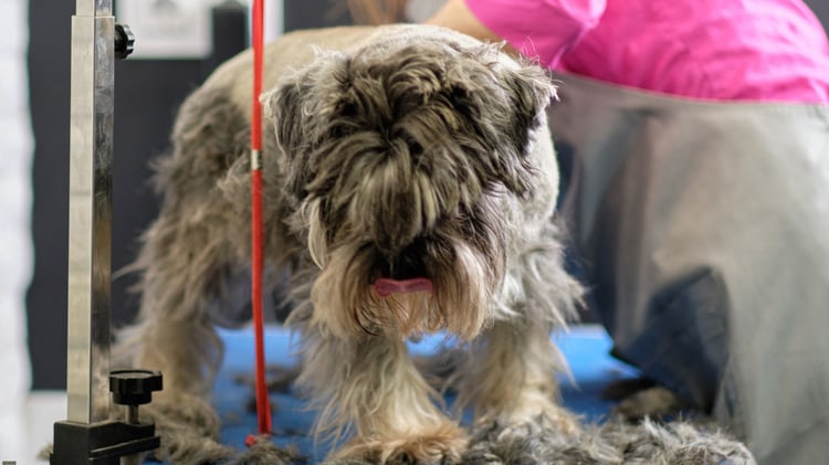 schnauzer grooming techniques at home