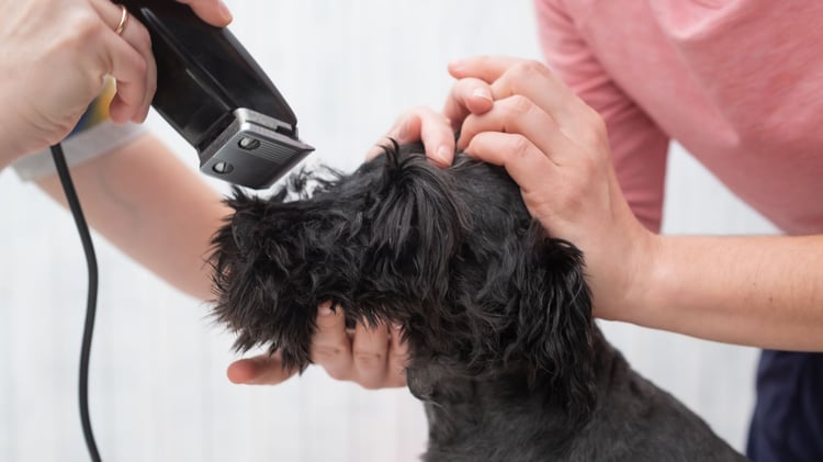 schnauzer grooming techniques at home