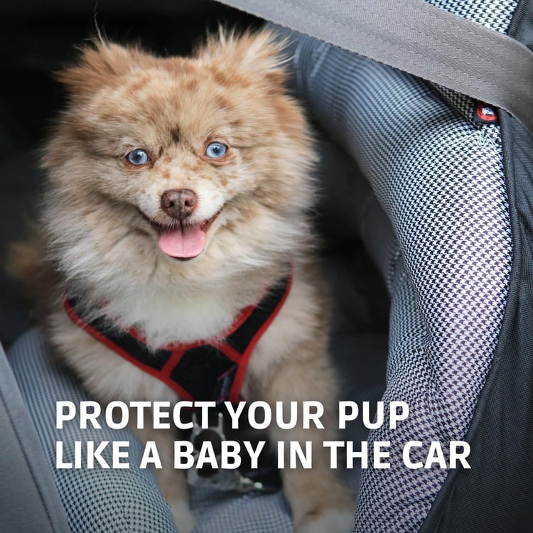 dachshund car seat