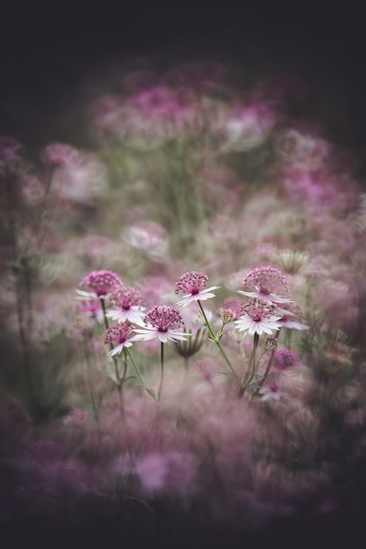 sharpness test of the nisi reflex lens