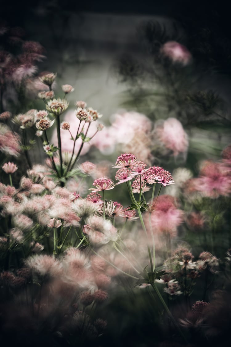 Flowers photographed with the Nisi 250mm 5.6 reflex lens
