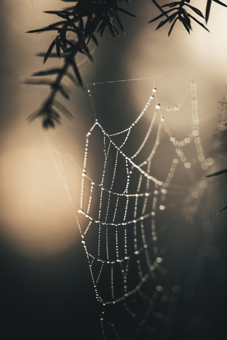 details of a spiderweb