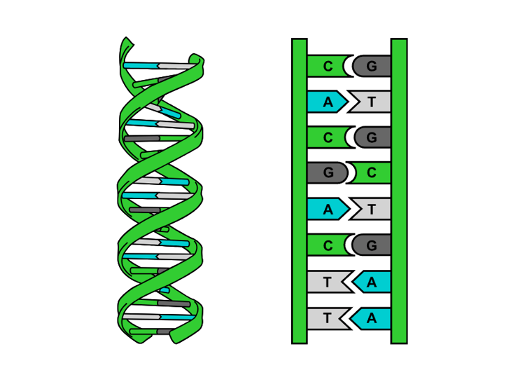 DNA, Double Helix. Base Pairing
