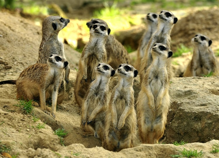 Cologne Zoo Audio Guide - Germany