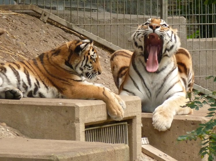 Cologne Zoo Audio Guide - Germany