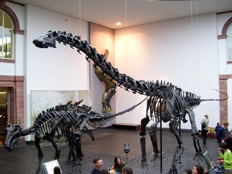 Frankfurt Senckenberg Nature Museum Audio Guide - Germany