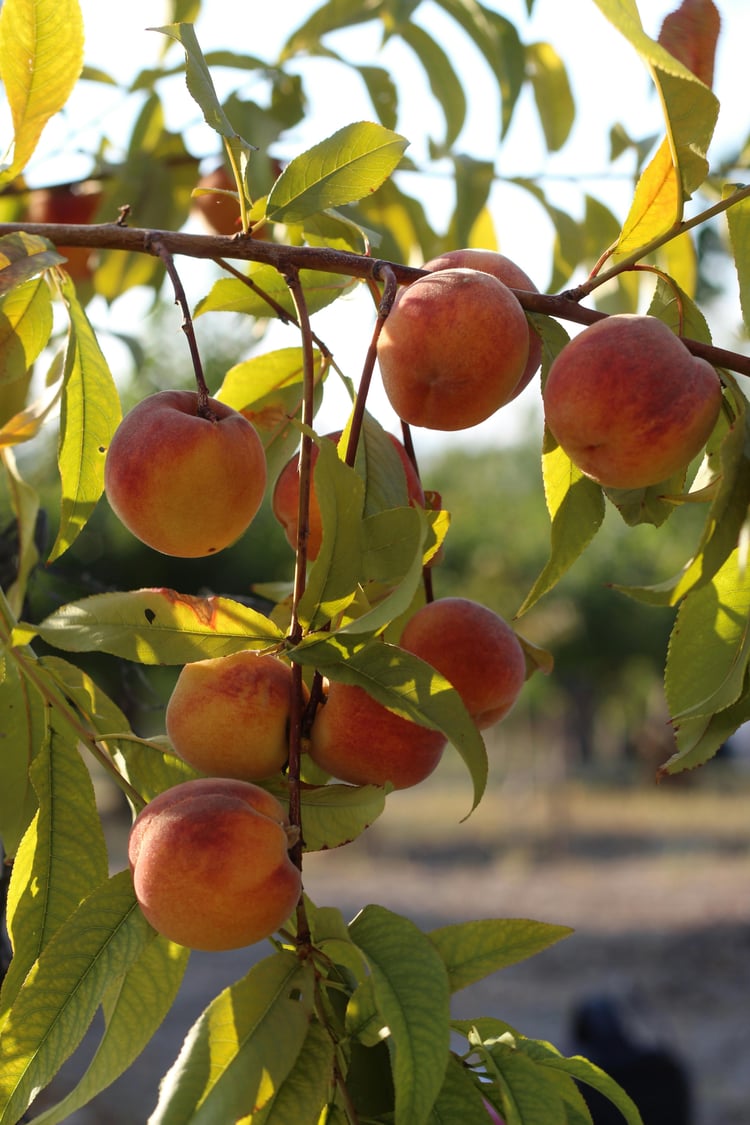 <img src="fruits-on-peach-tree.jpg" alt="Ripe peaches on a pruned peach tree">