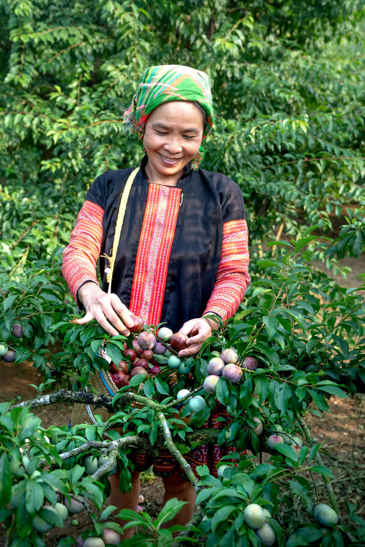 <img src="Woman-harvesting-plums-on-a-tree.jpg" alt="woman harvesting mature plums on a tree">