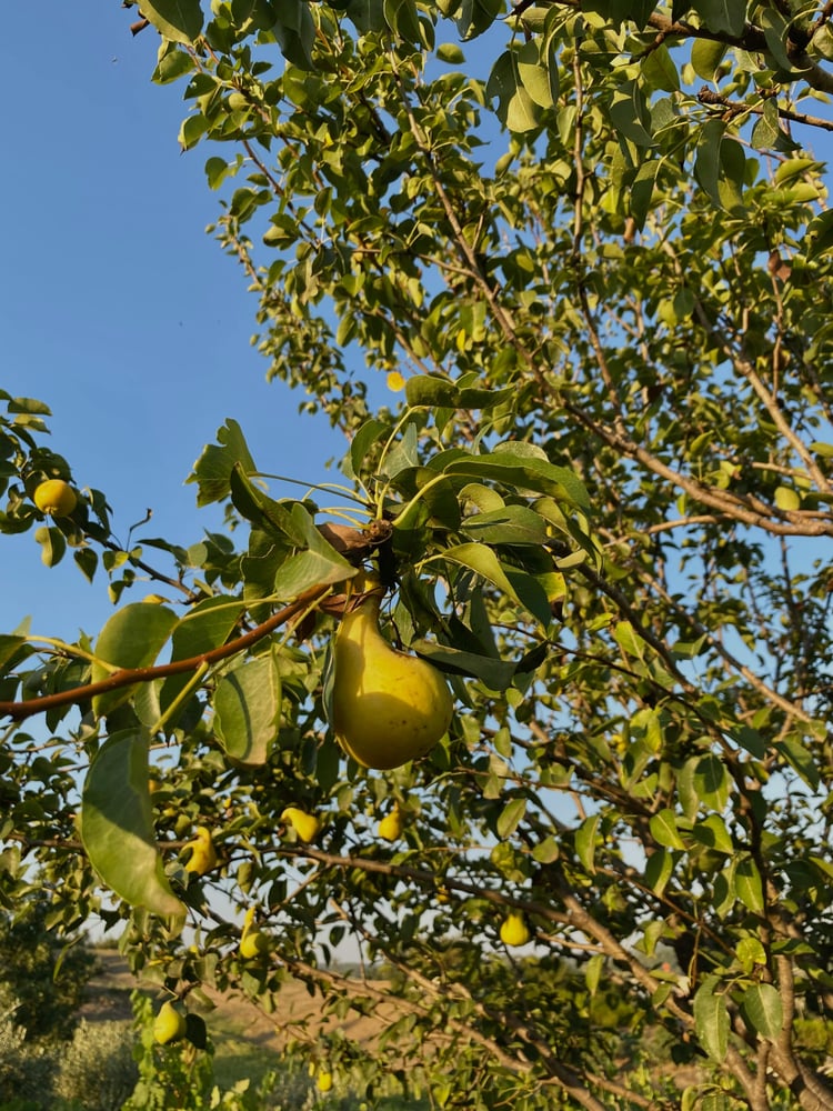 <img src="mature-fruits-on-pear-tree.jpg" alt="Yellow ripe mature pears on a pear tree">