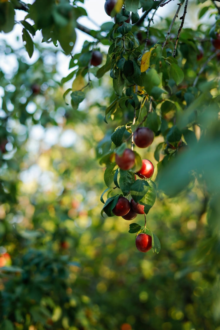 <img src="fruits-on-apple-tree.jpg" alt="Red apples on a healthy apple tree">
