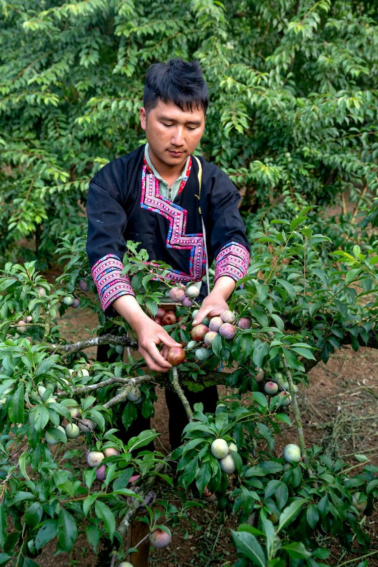 <img src="man-picking-frouits-from-a-tree.jpg" alt="Man Picking Fruits from a Plum Tree">