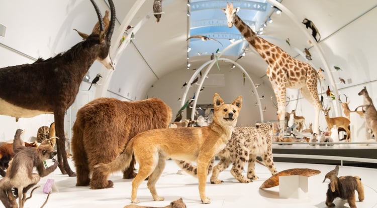 Brussels Museum of Natural Sciences Audio Guide - Belgium 2