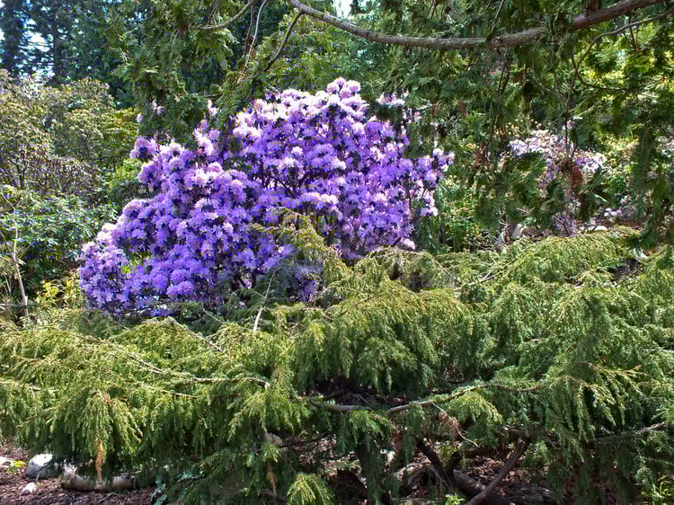 Copenhagen Botanical Garden Audio Guide - Denmark 2