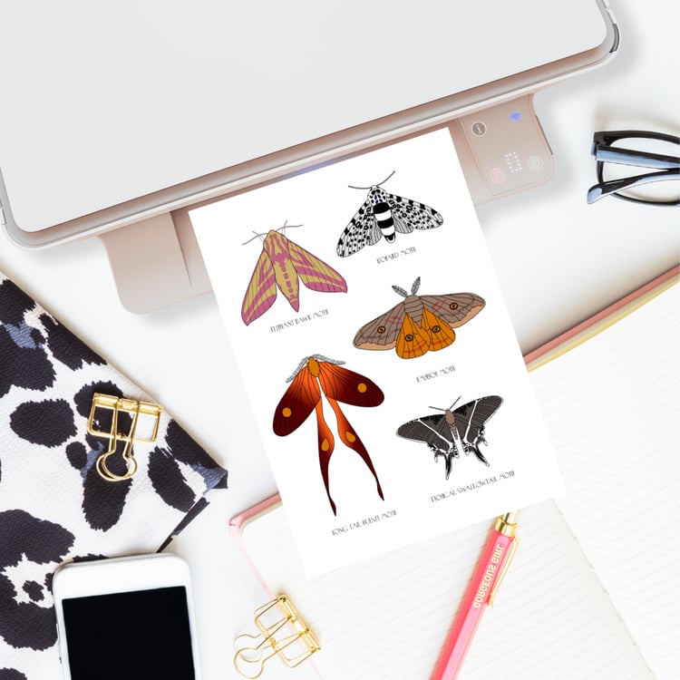 Realistic Moth Coloring Page Coloring Guide