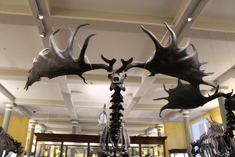 Dublin National Museum of Natural History - Ireland  2