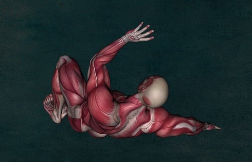 Les muscles du corps humain