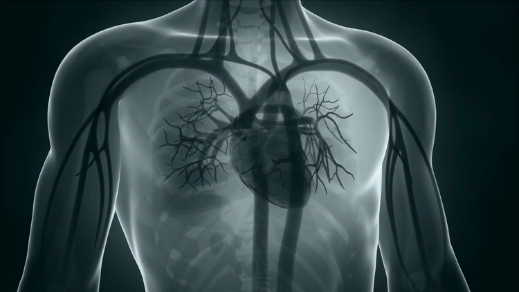 Système cardiovasculaire