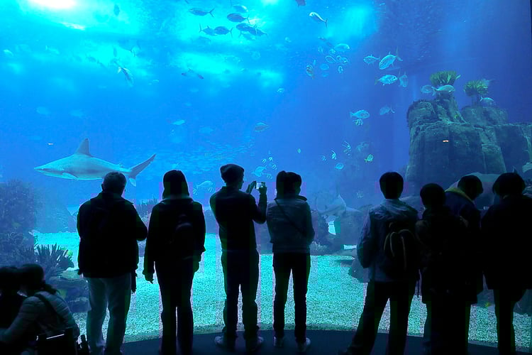 Lisbon Oceanário de Lisboa Audio Guide - Portugal 2