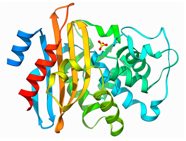 protein structure primary secondary tertiary vce biology