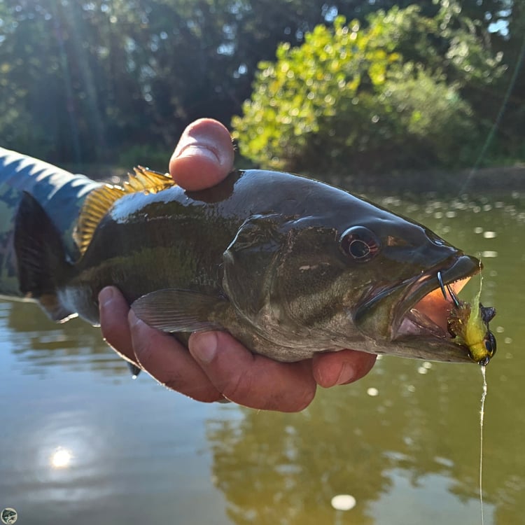 Ohio smallmouth bass with the honey brown Bass Zonker streamer, hand-tied by The Fly Guy, Matt Campbell.