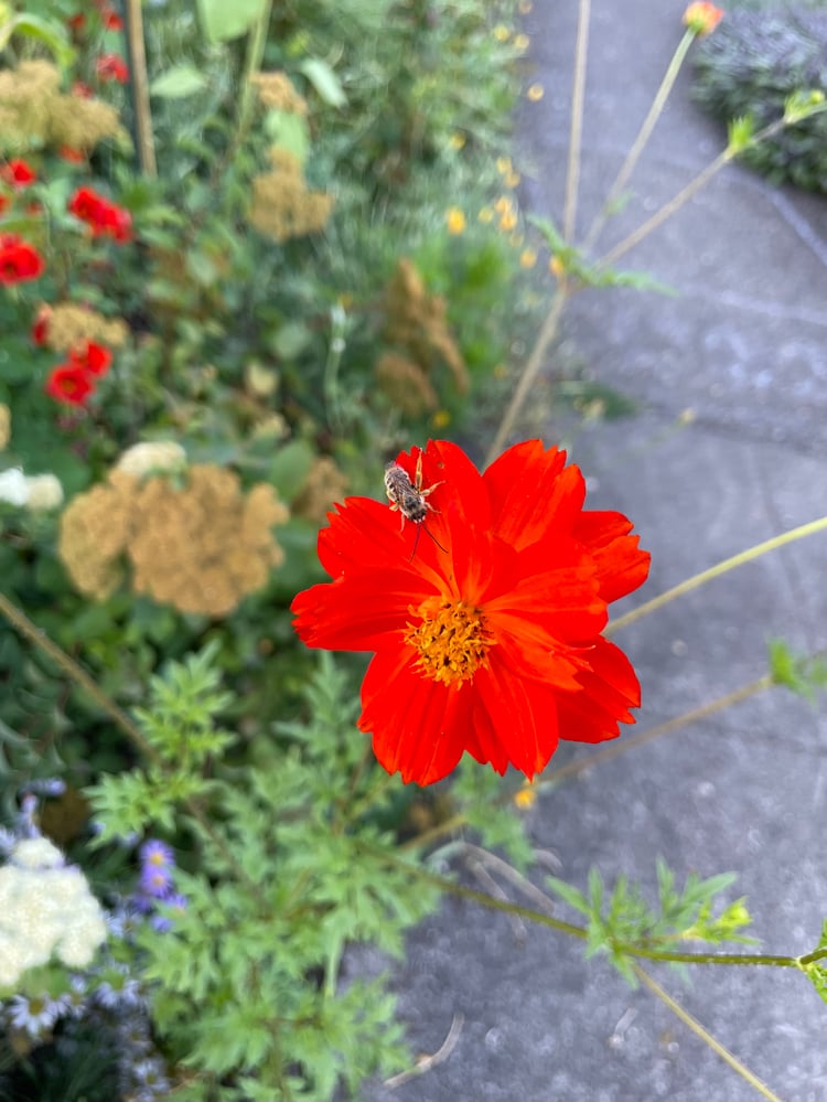 A orange diablo cosmos flower with a bee on it