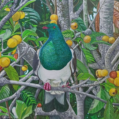 Kereru in a Loquat Tree