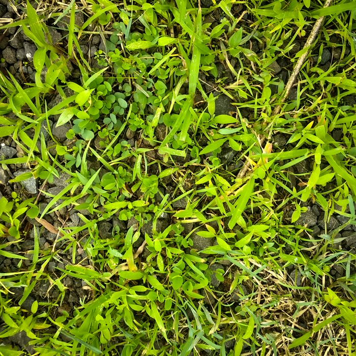 Nature Background of Green Grass and Small Plants Growing on Rocky Soil