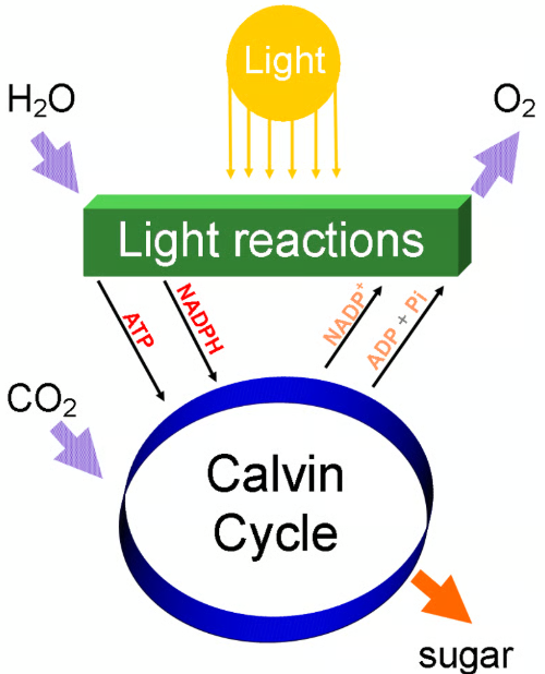 photosynthesis vce biology light reactions and calvin cycle
