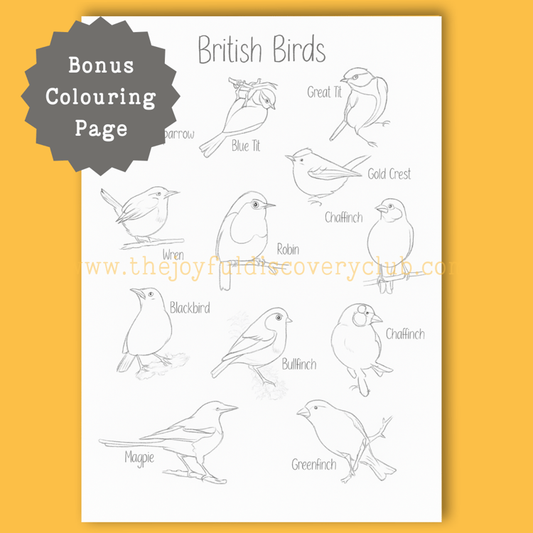 British Bird Colouring Page