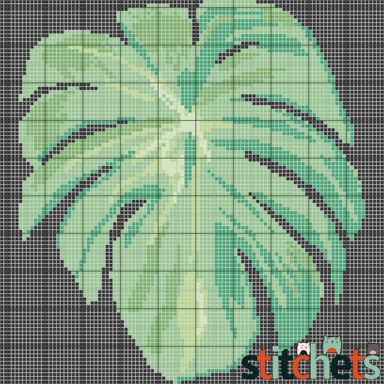 philodendron syngonium Best Combo Bundling of Monstera, Philodendron, Pothos, Syngonium, Scindapsus