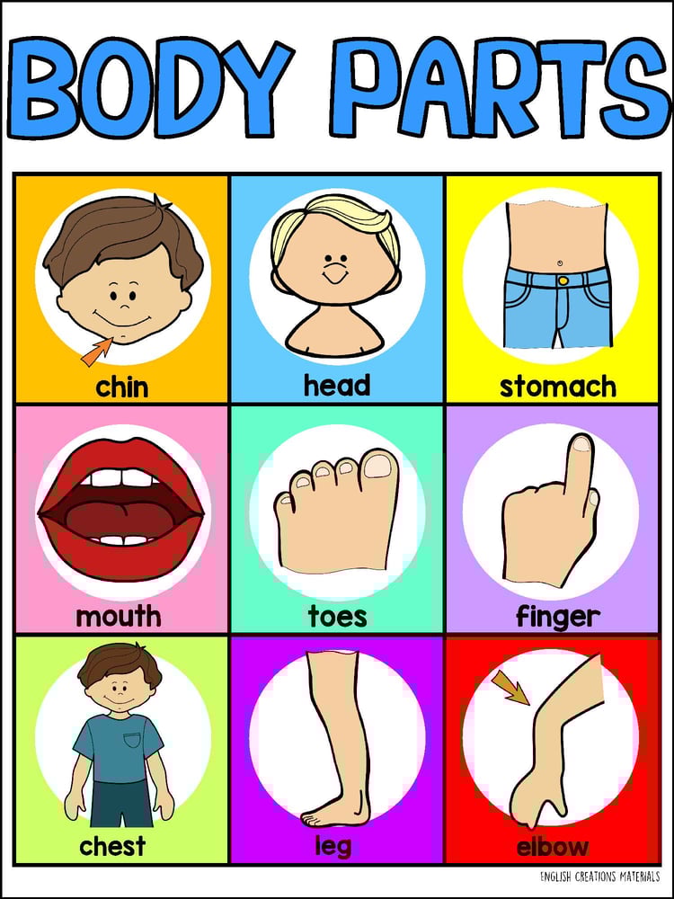 BODY PARTS bingo English