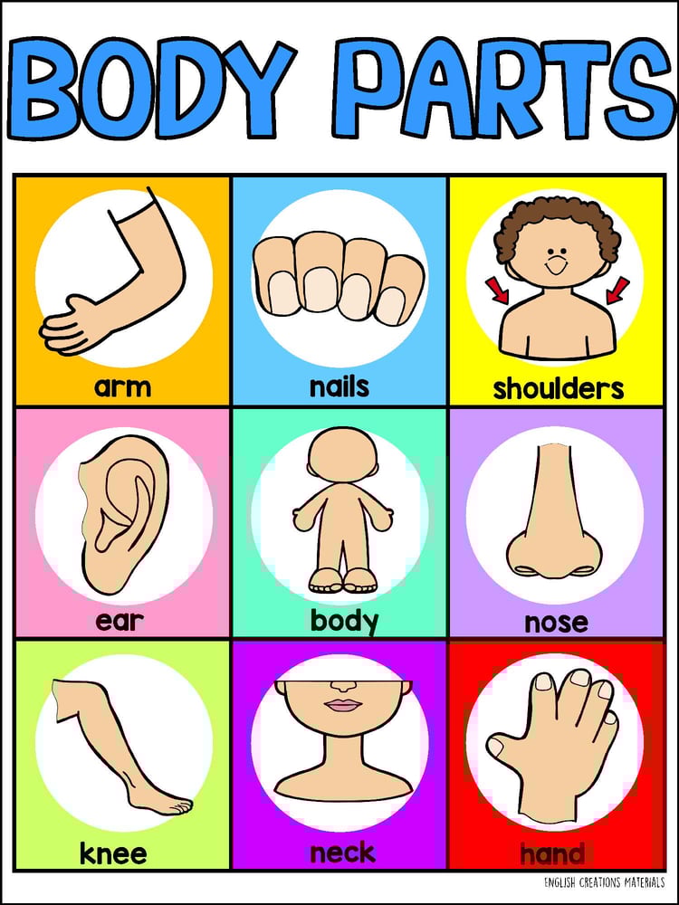 BODY PARTS bingo English