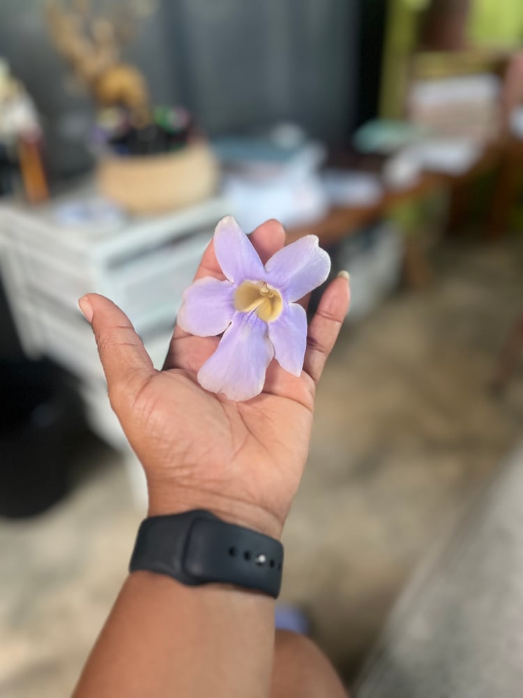 Flor en las manos al ser cortada