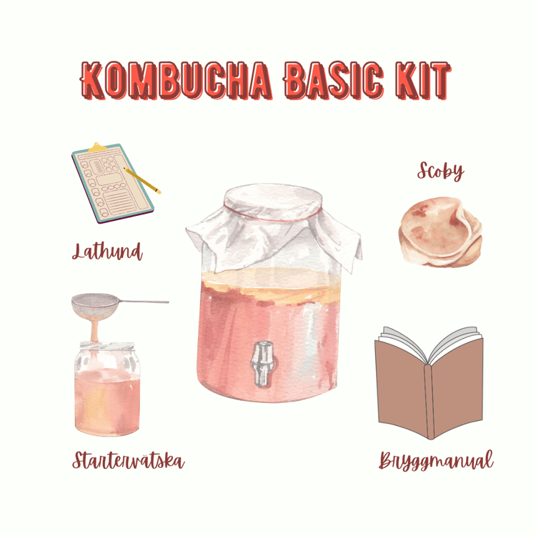 kombucha kit