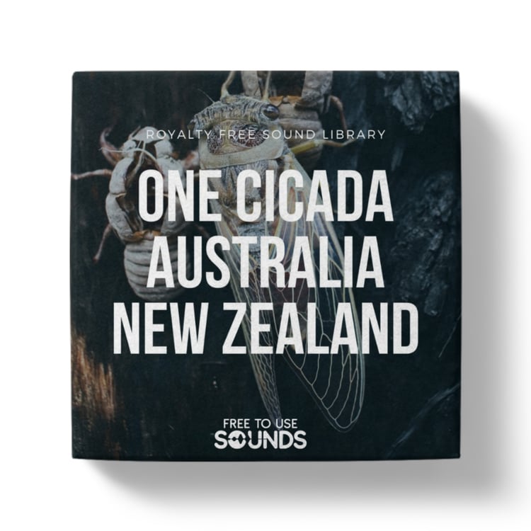 Cicada Sound Effects