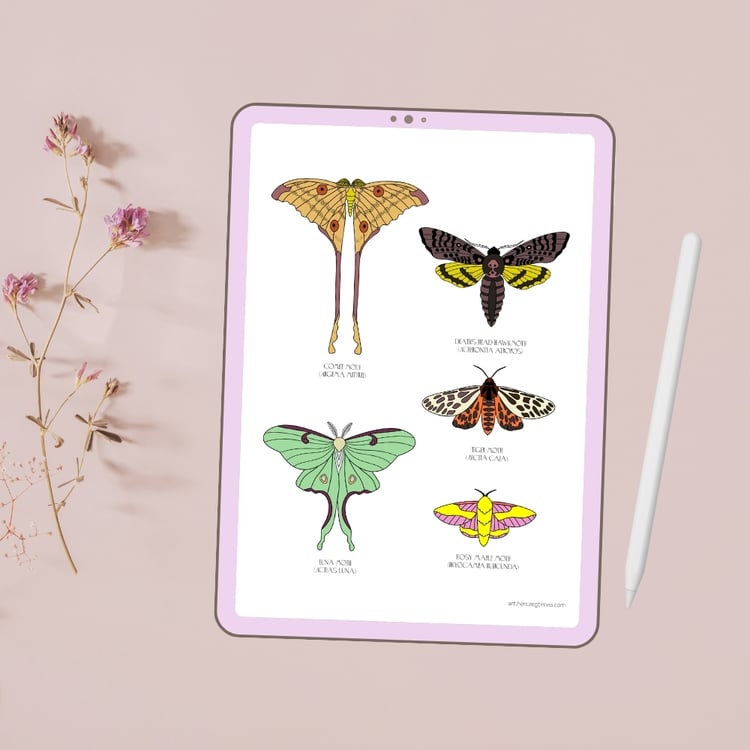 realistic moth coloring pages printable by herczeg timea