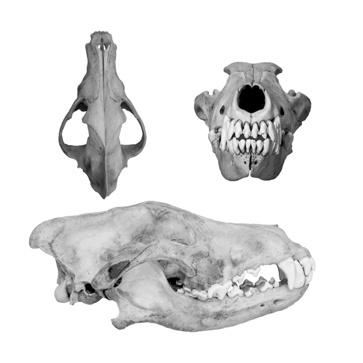 Grey wolf skull; lateral, cranial and dorsal views
