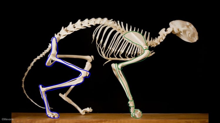 Domestic cat skeleton, lateral view