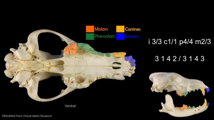 A skull with teeth color coded according to type