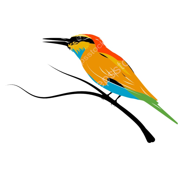 European bee-eater bird