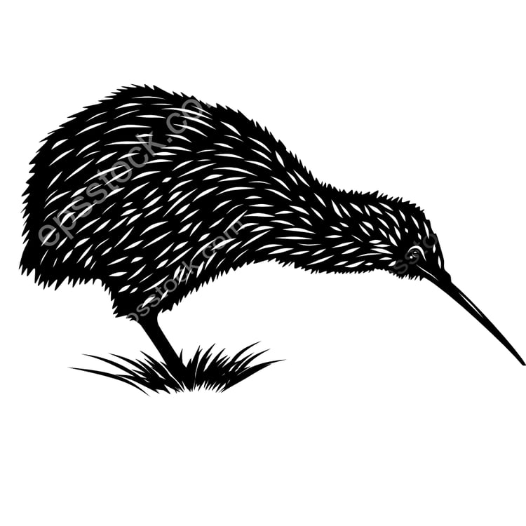 Okarito Kiwi bird