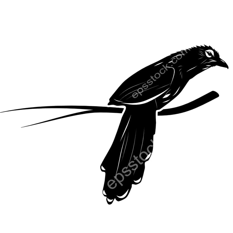 Raffless Malkoha bird