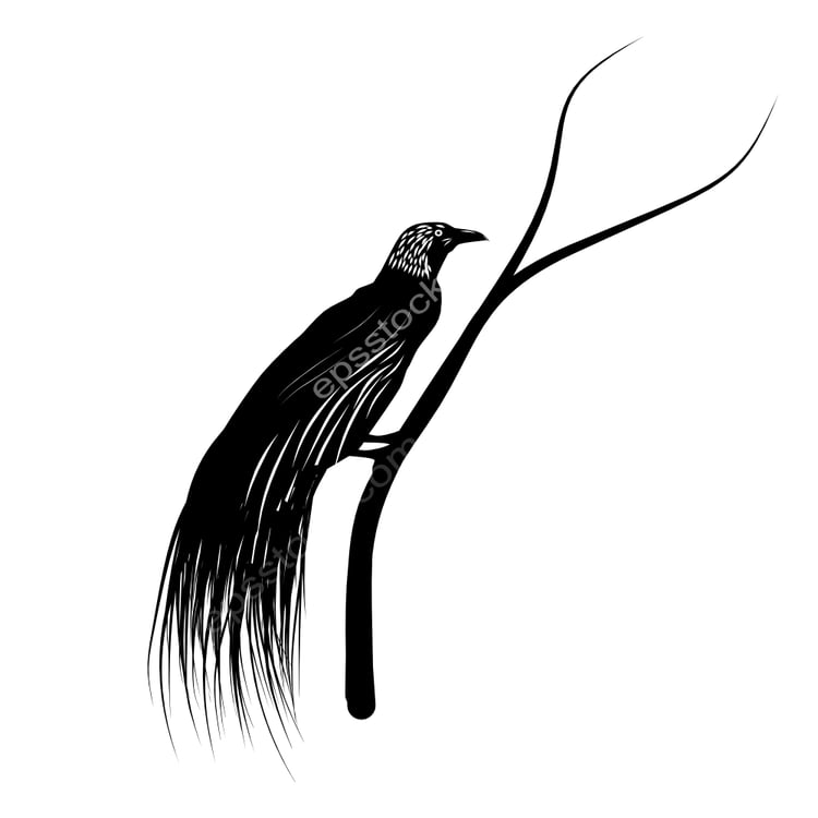 Greater Bird of Paradise