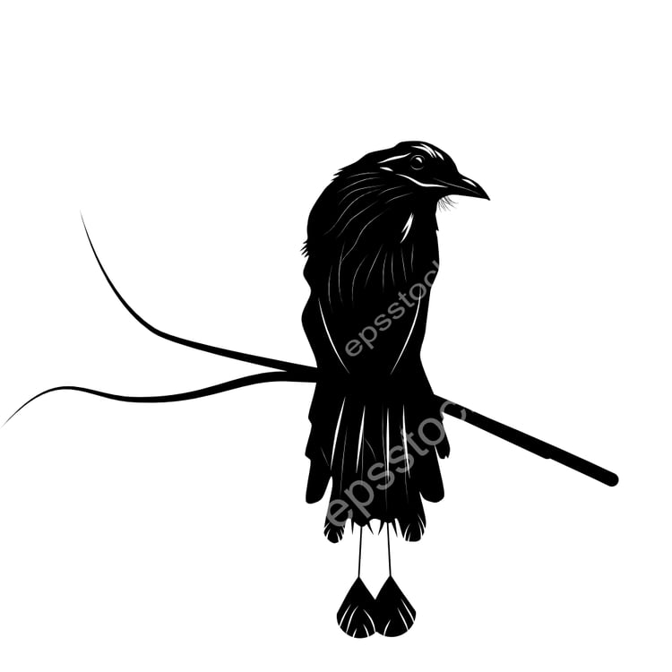 Trinidad Motmot bird