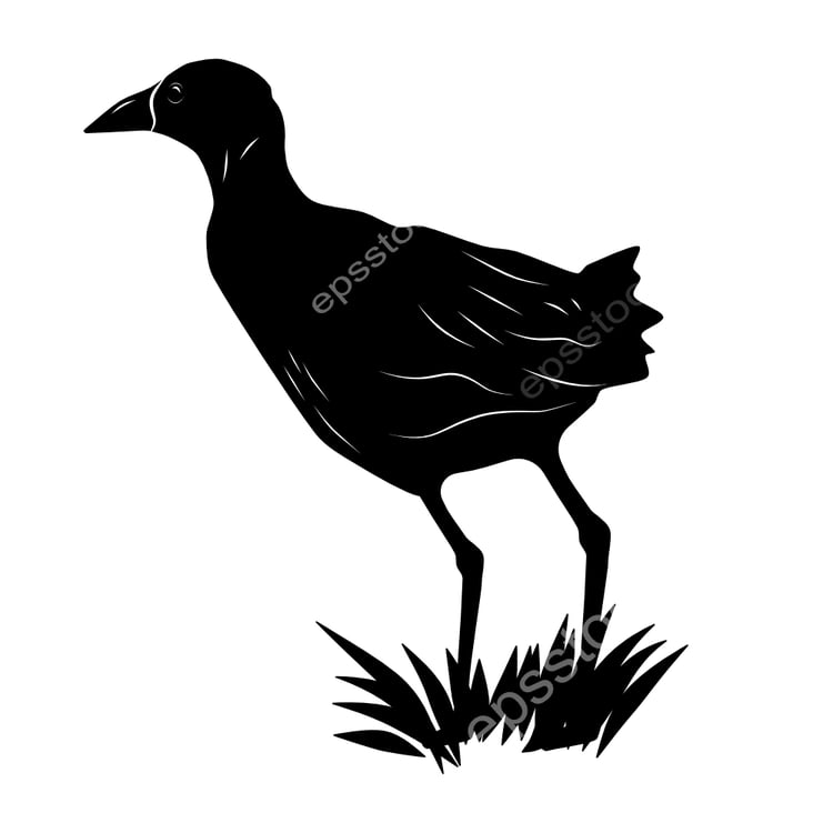 Talaud Bush-hen bird